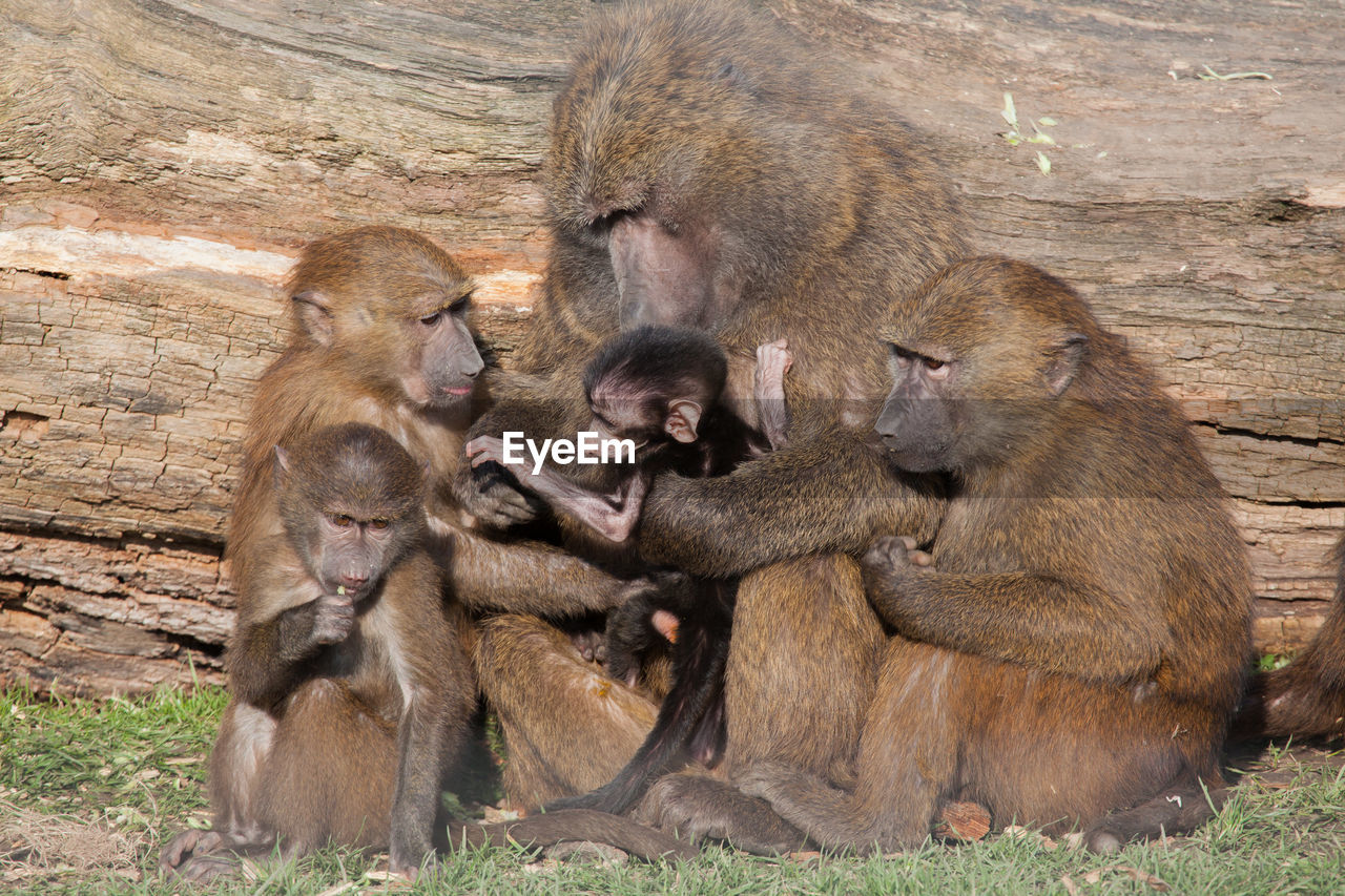 Close-up of monkey family sitting on field against wood