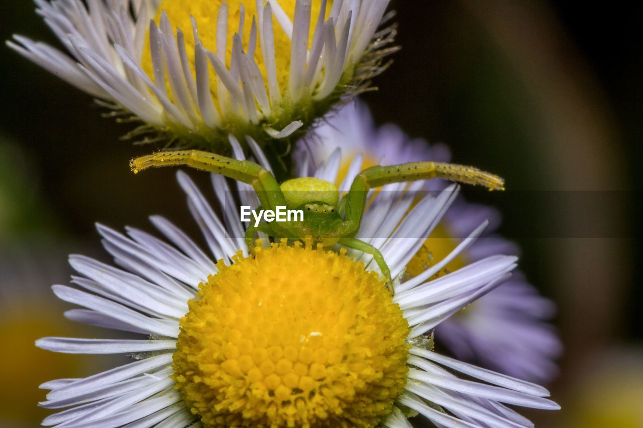 Close-up of purple flower