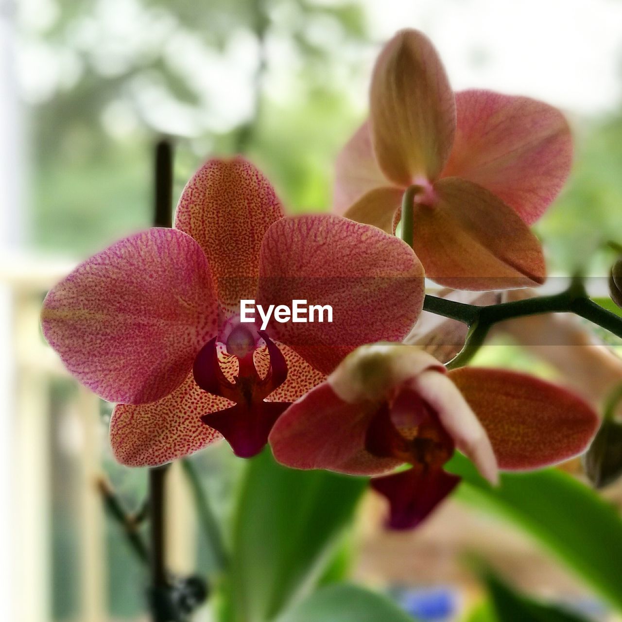 CLOSE-UP OF PINK ORCHID FLOWERS