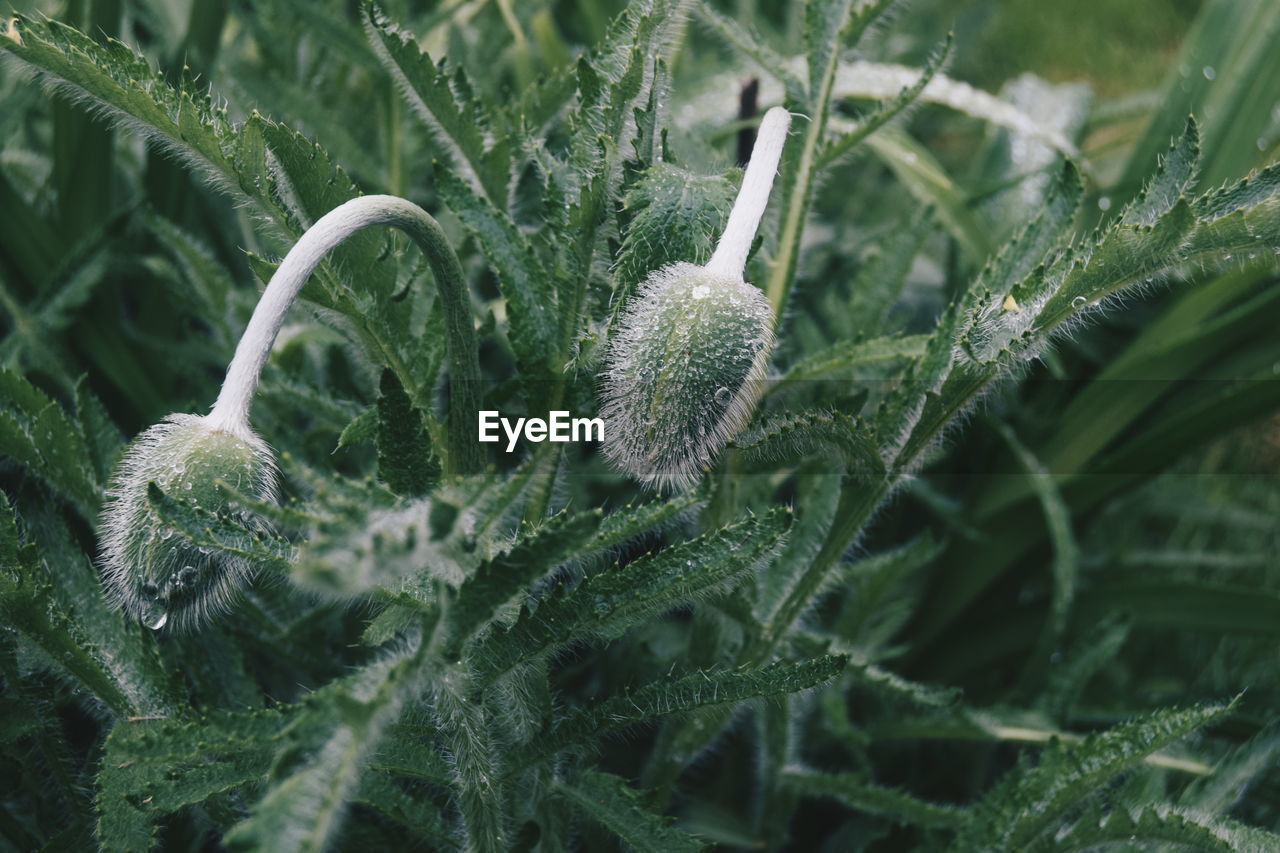 Close-up of plant