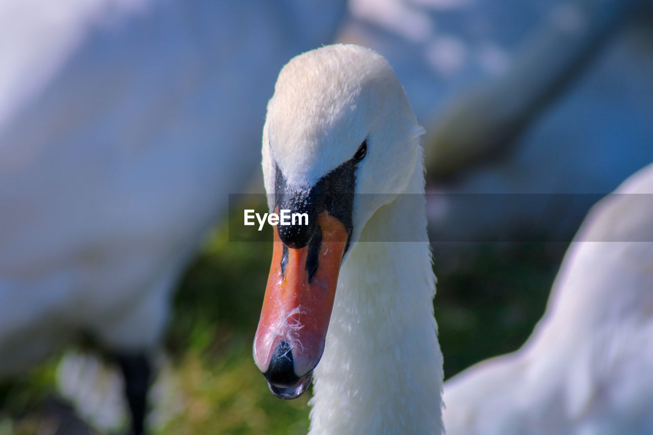 Close-up of swan