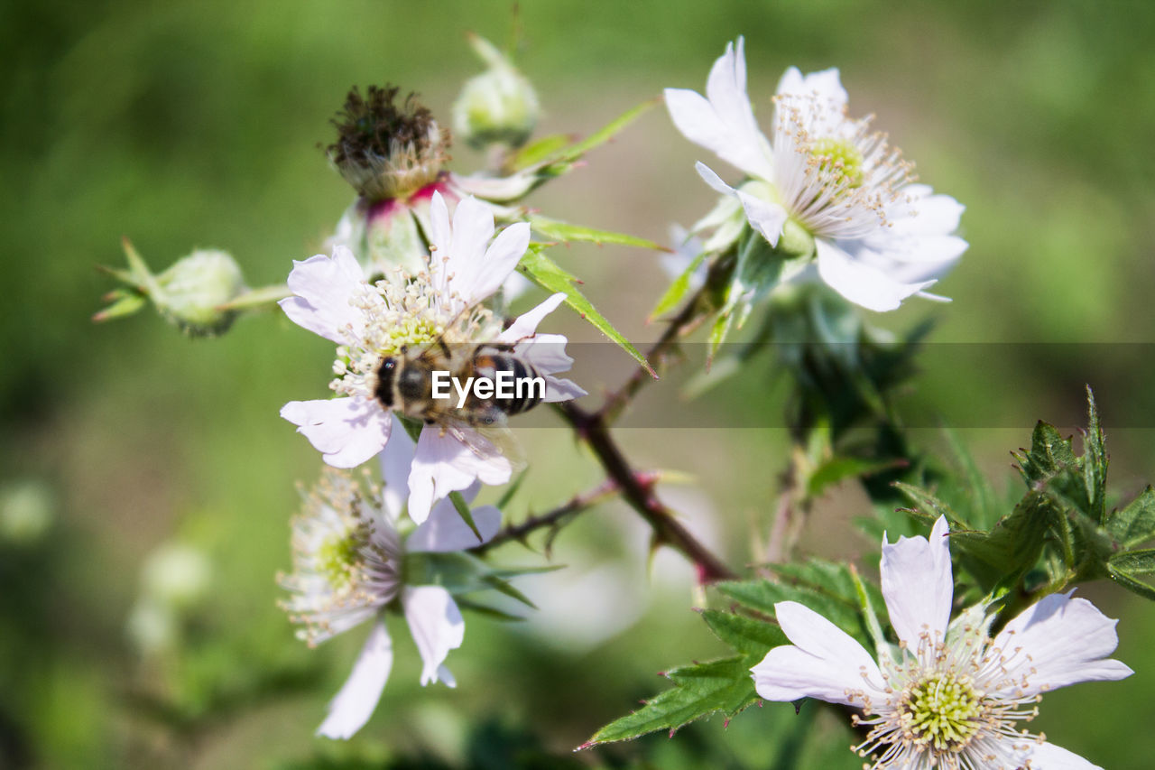 CLOSE-UP OF BEE POLLINATING FLOWER