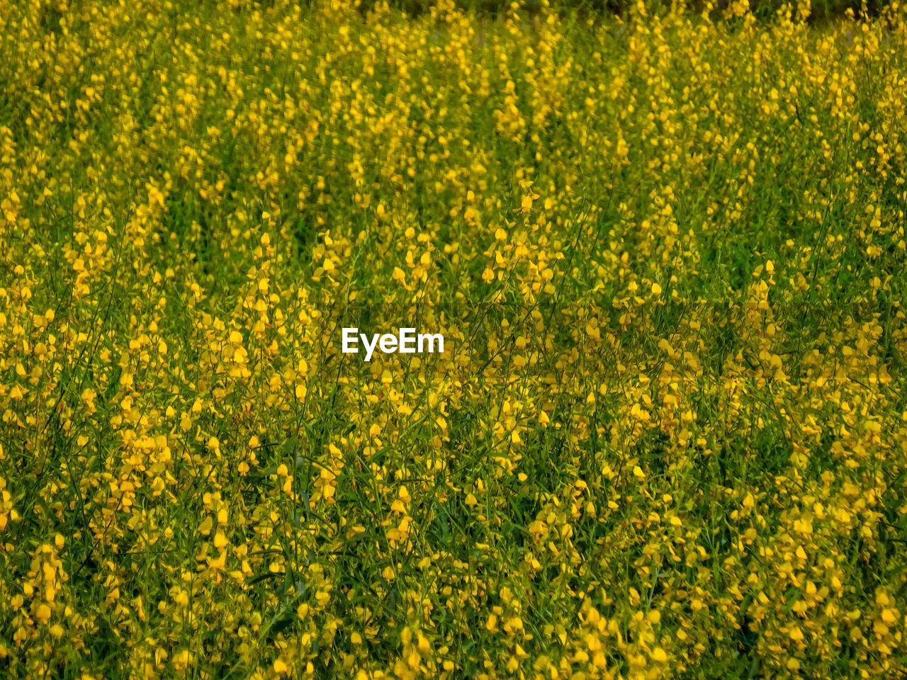 FULL FRAME SHOT OF YELLOW FLOWERING PLANTS