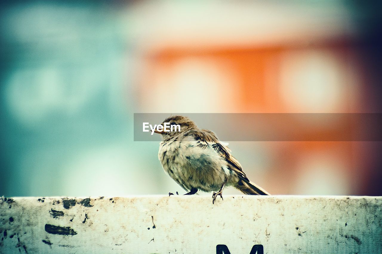 CLOSE-UP OF BIRD PERCHING ON WOOD