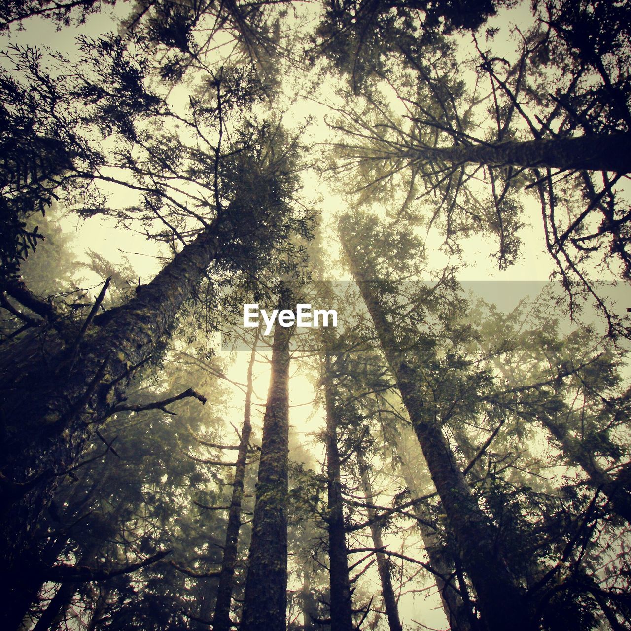 Low angle view of trees in forest