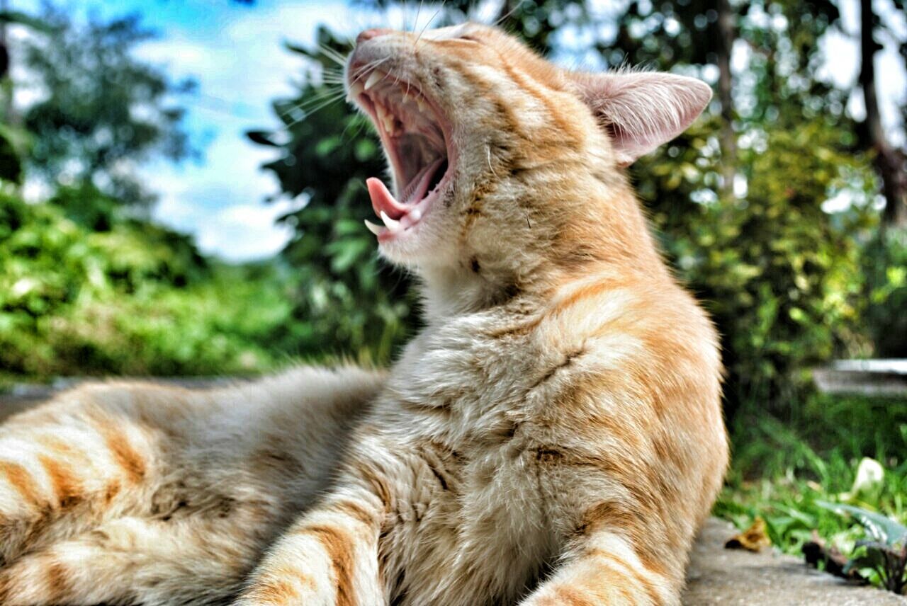 Close-up of cat yawning