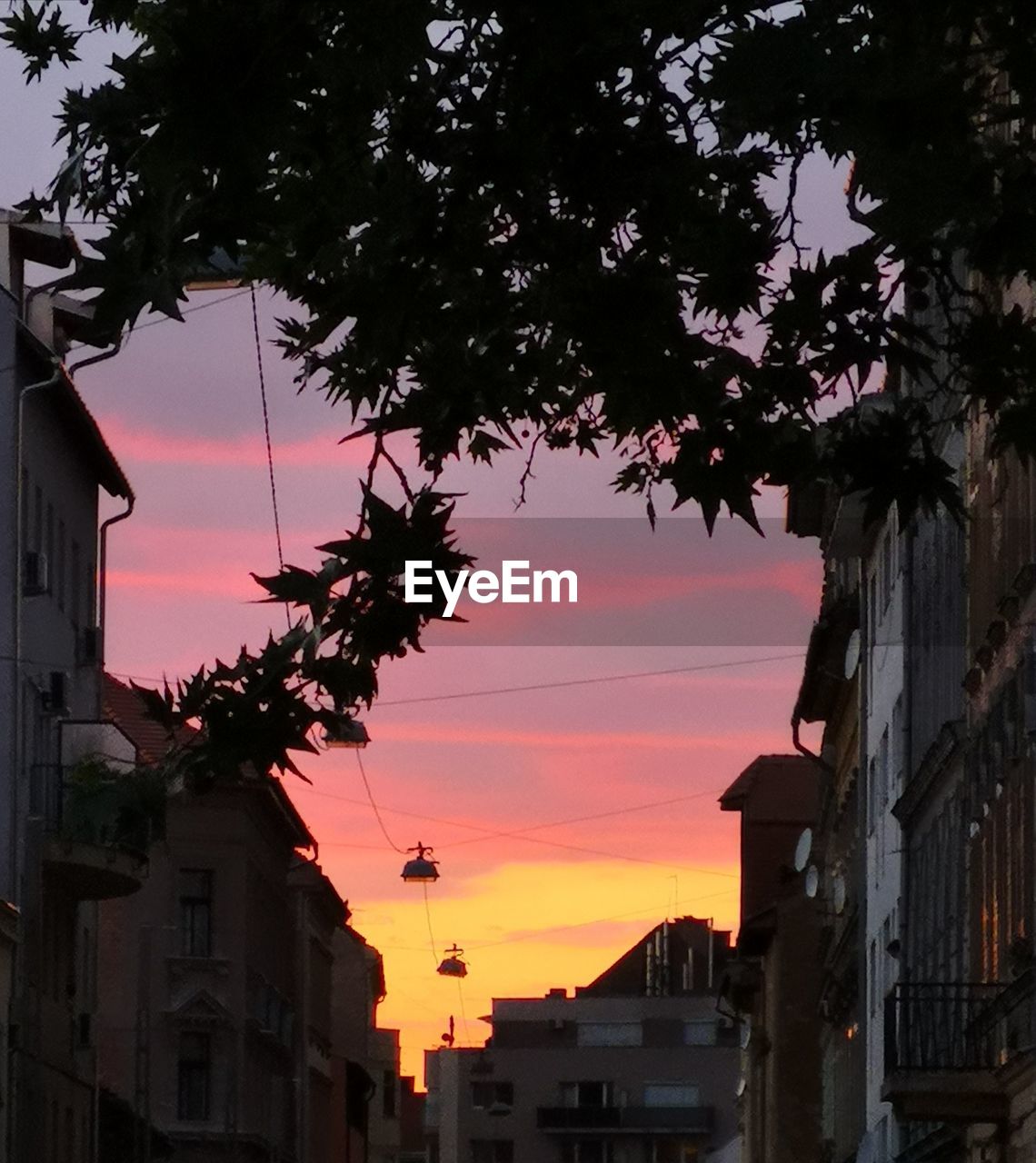 Low angle view of silhouette trees against sky during sunset