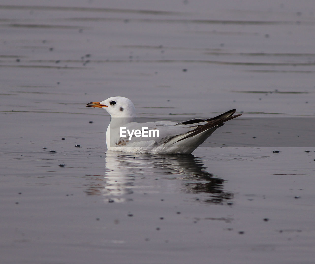 DUCK SWIMMING IN LAKE