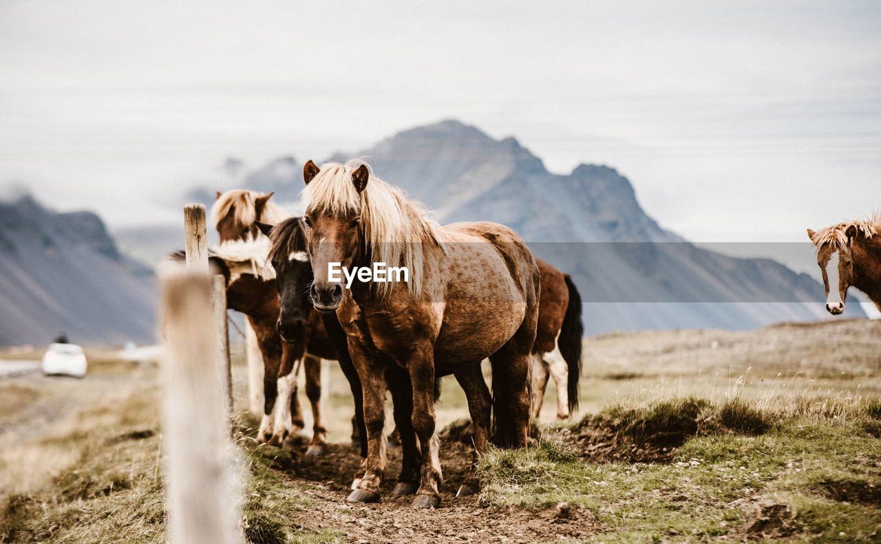 Horses standing on field