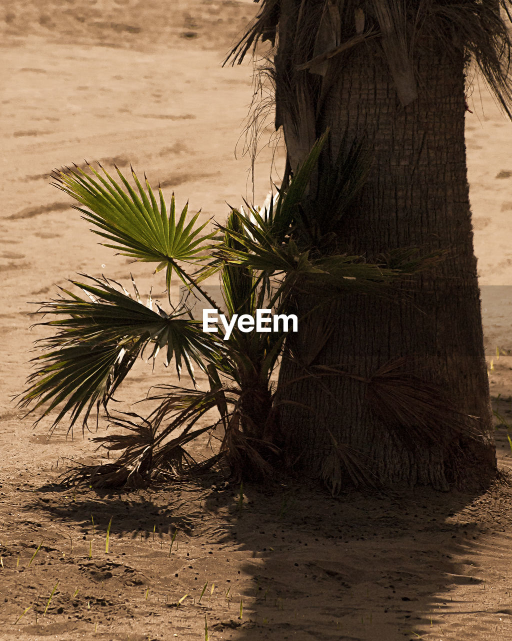 CLOSE-UP OF PALM TREE ON SAND