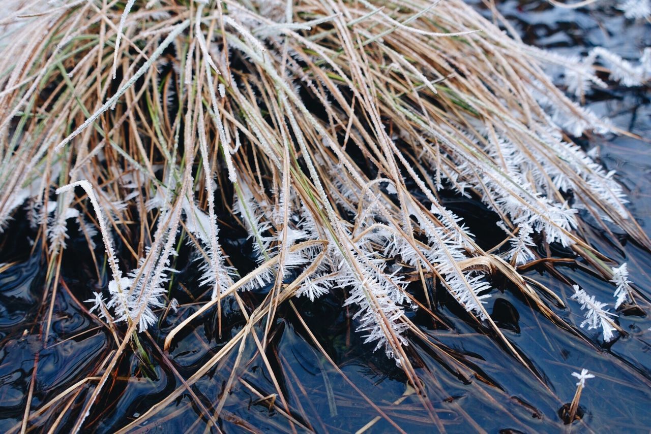 CLOSE-UP OF FROZEN PLANT