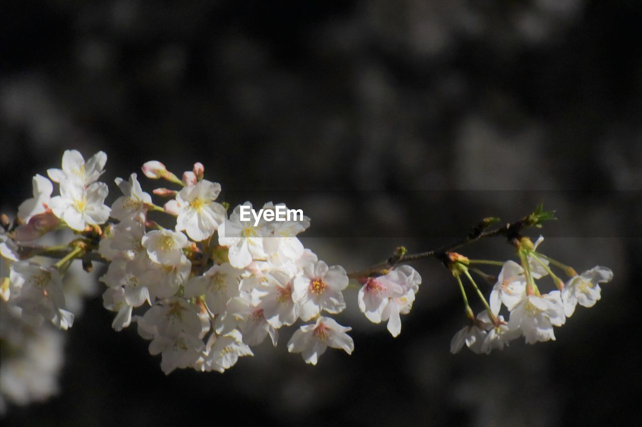 CLOSE-UP OF CHERRY BLOSSOMS