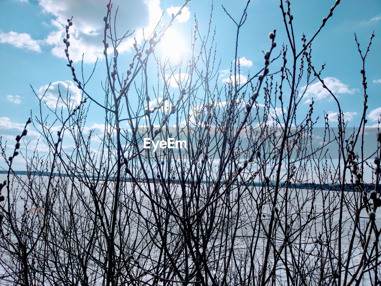 LOW ANGLE VIEW OF SILHOUETTE BARE TREES AGAINST SKY