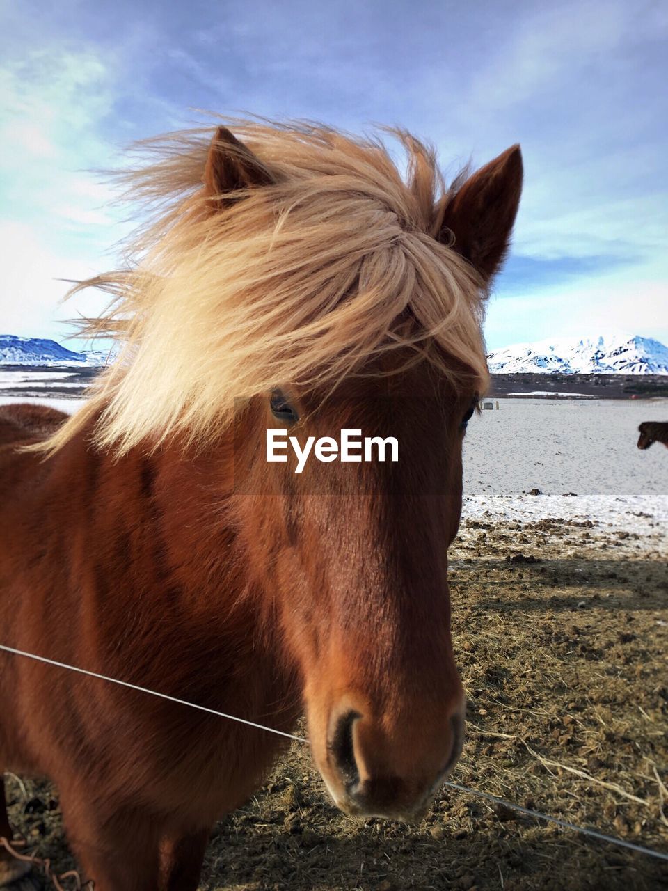 Close-up of pony at frozen lakeshore