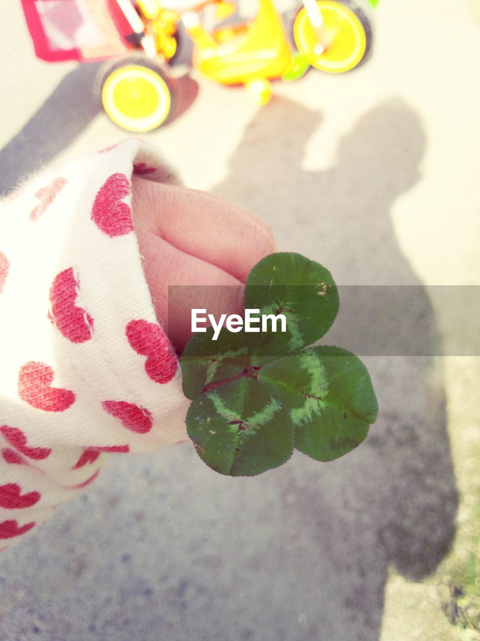 Cropped hand of man holding clover plant