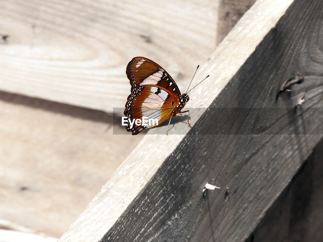 High angle view of danaid eggfly butterfly on wooden plank desaturated 