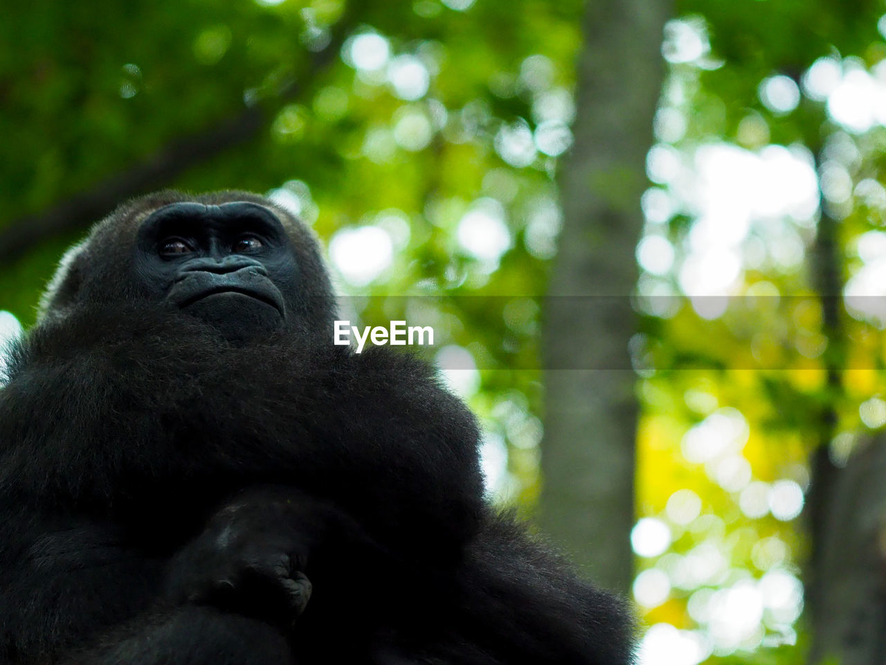 LOW ANGLE VIEW OF MONKEY ON TREE