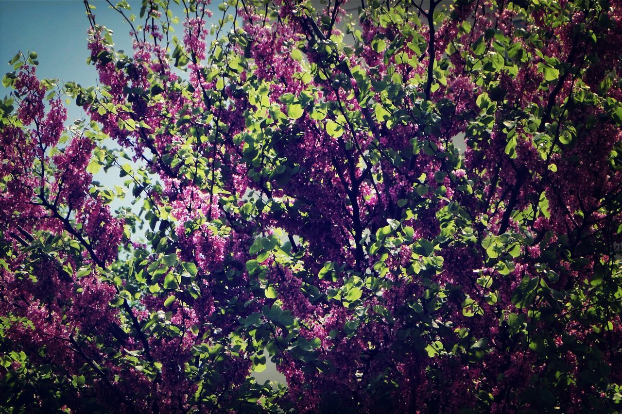 FLOWERS GROWING ON TREE TRUNK