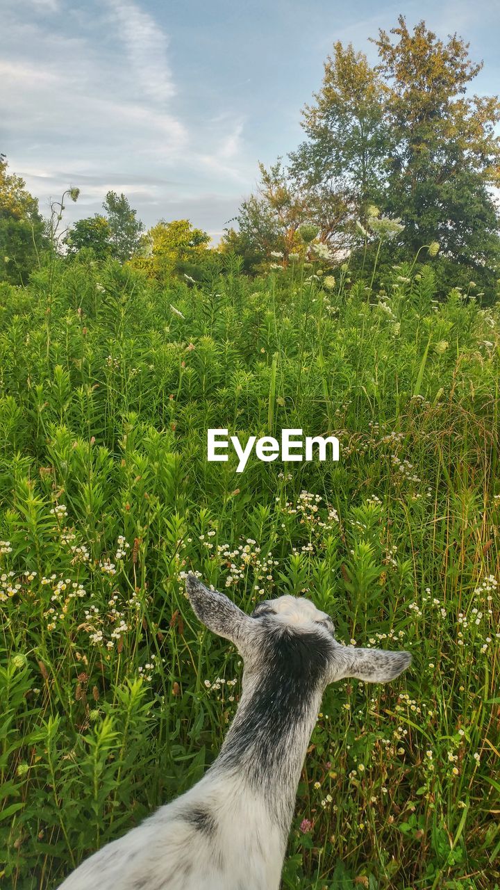 High angle view of goat in grassy field