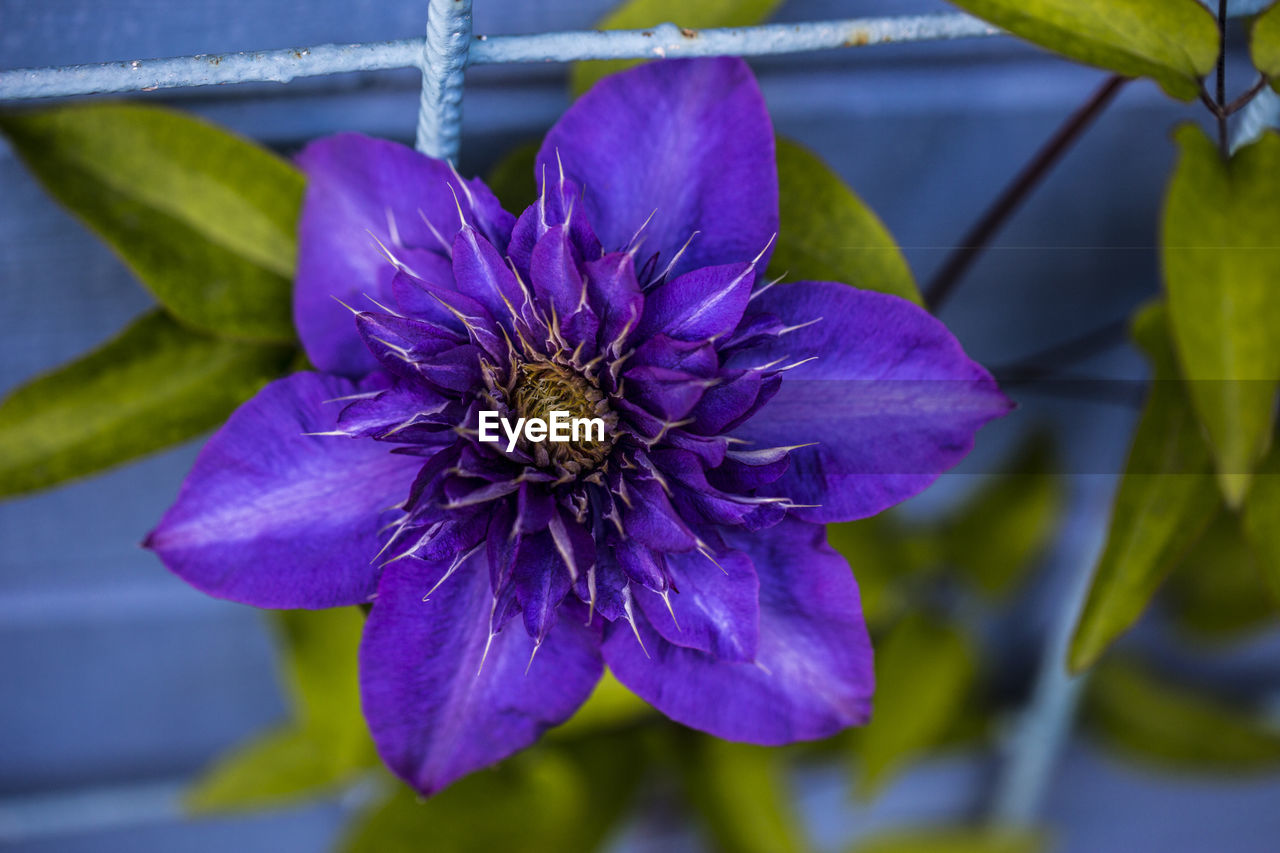 Close-up of purple flowering plant