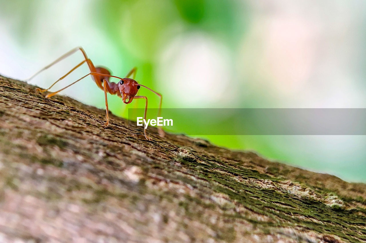 Close-up of ant on wood