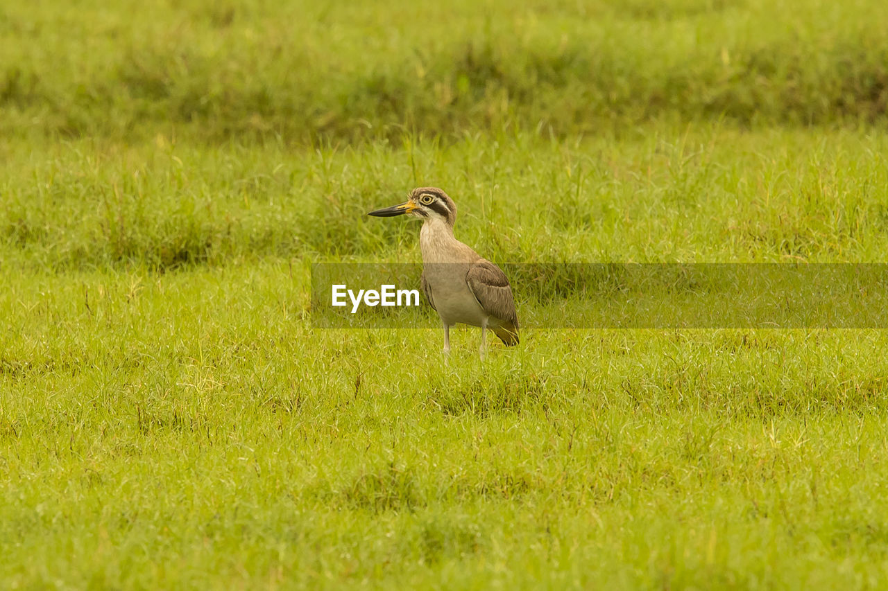 SIDE VIEW OF BIRD ON GRASS