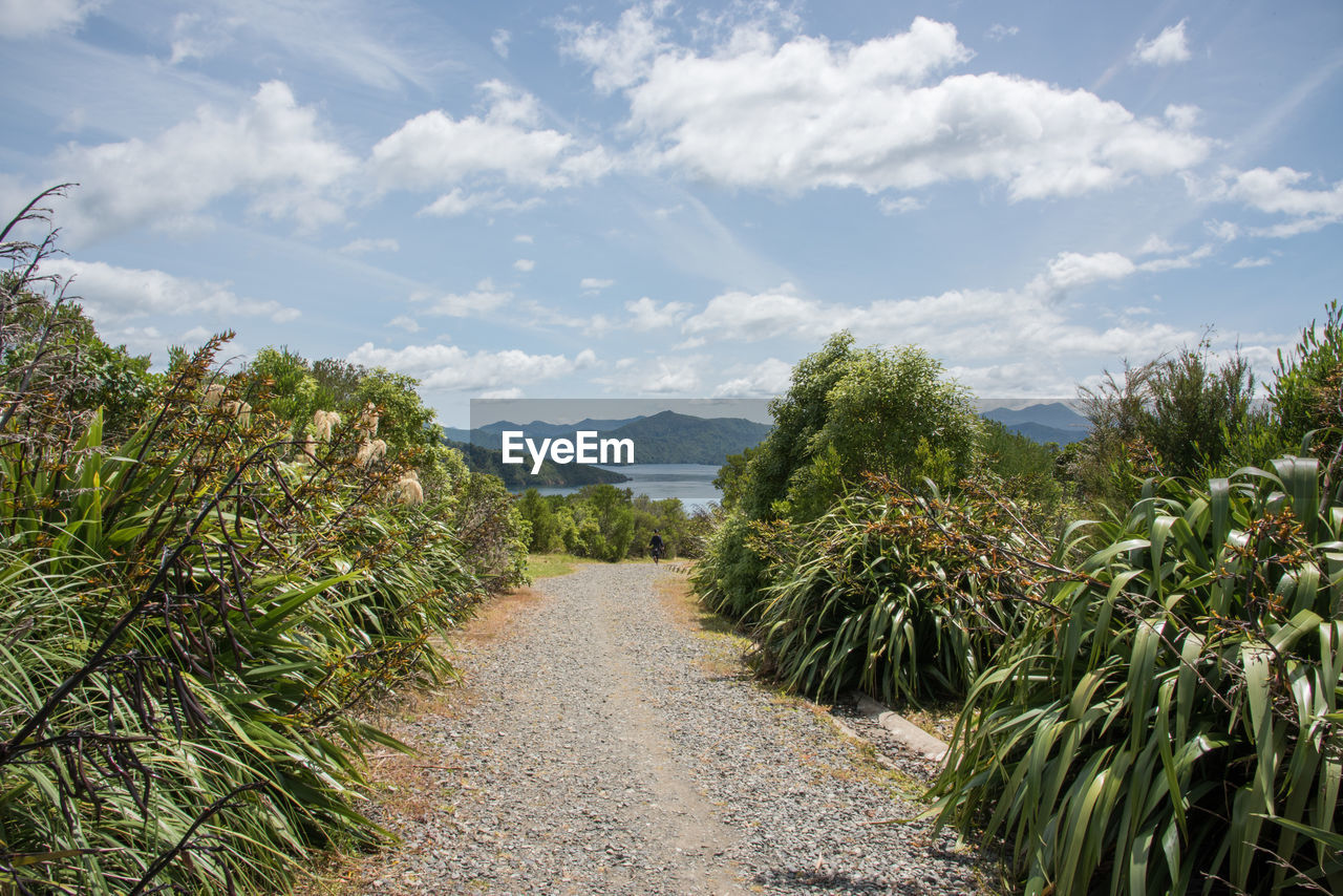 Panoramic view of road amidst trees against sky