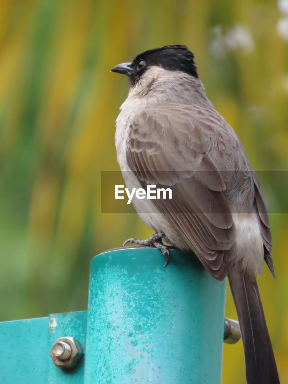 close-up of bird perching on wood