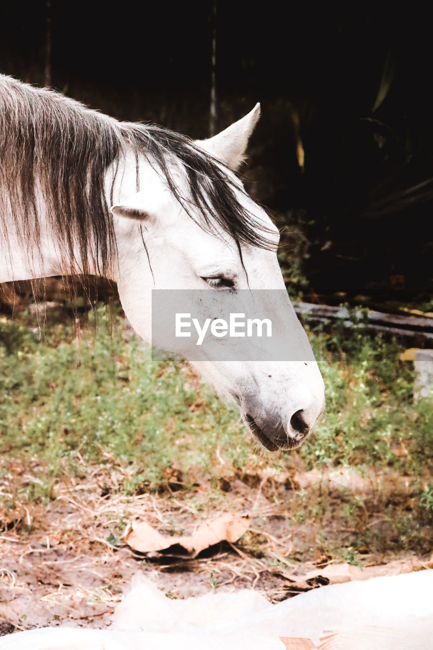 HORSE IN FIELD