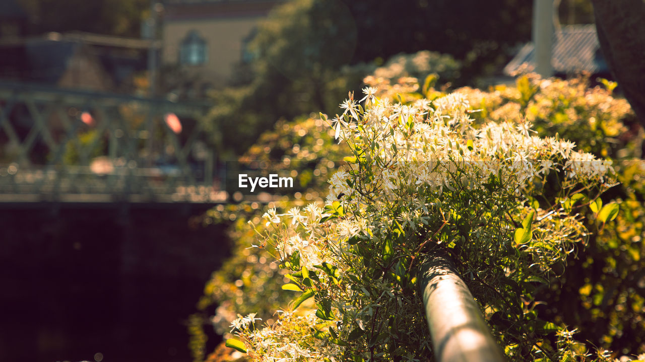 yellow, plant, flower, sunlight, nature, autumn, flowering plant, green, tree, freshness, one person, leaf, outdoors, beauty in nature, day, growth, focus on foreground, selective focus, lifestyles, architecture, close-up, spring, adult