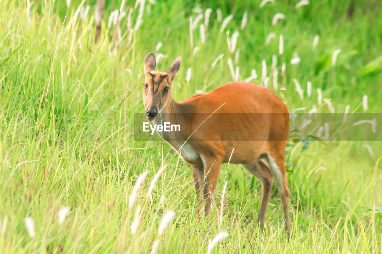 animal themes, animal, grassland, mammal, animal wildlife, grass, one animal, plant, deer, prairie, wildlife, pasture, meadow, nature, grazing, field, land, green, no people, standing, domestic animals, day, brown, antelope, outdoors, side view, young animal, beauty in nature, herbivorous, full length, growth, impala, gazelle