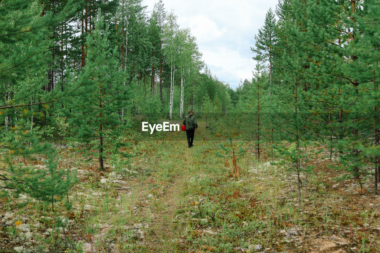 Mushroom hunting in the taiga forest