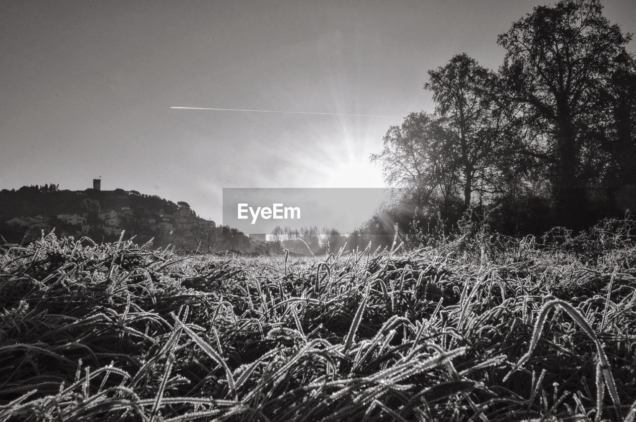 Scenic view of field against sky during sunset