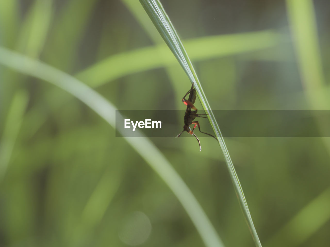 Close-up of insect on grass