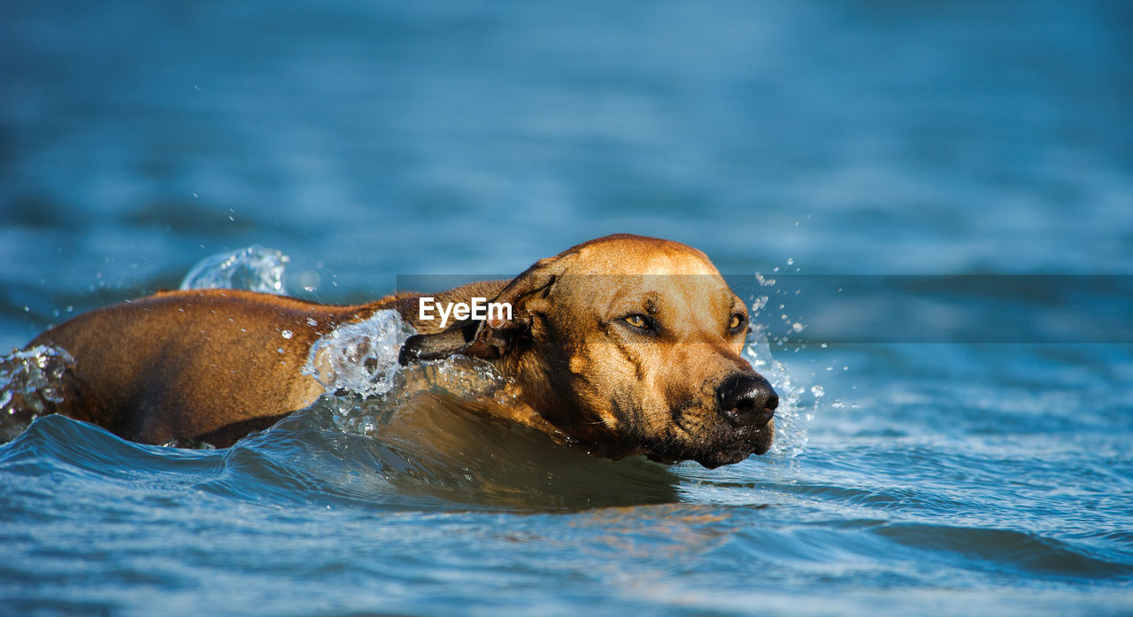 Dog swimming in shallow water