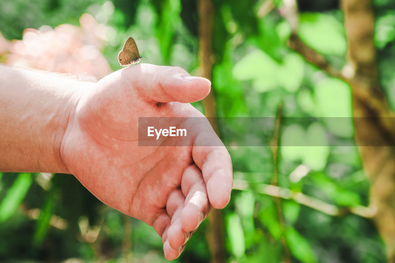 CROPPED HAND HOLDING PLANT