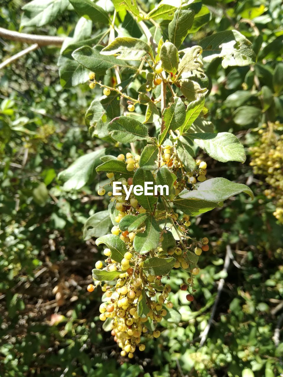 CLOSE-UP OF FRUIT TREE