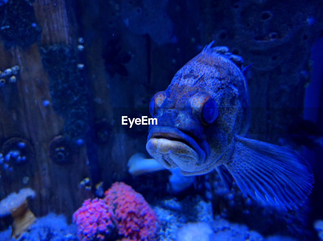 Close-up of fish swimming in sea