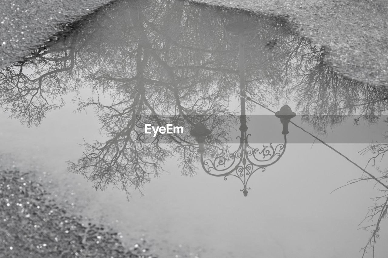 Close-up reflection of trees in puddle