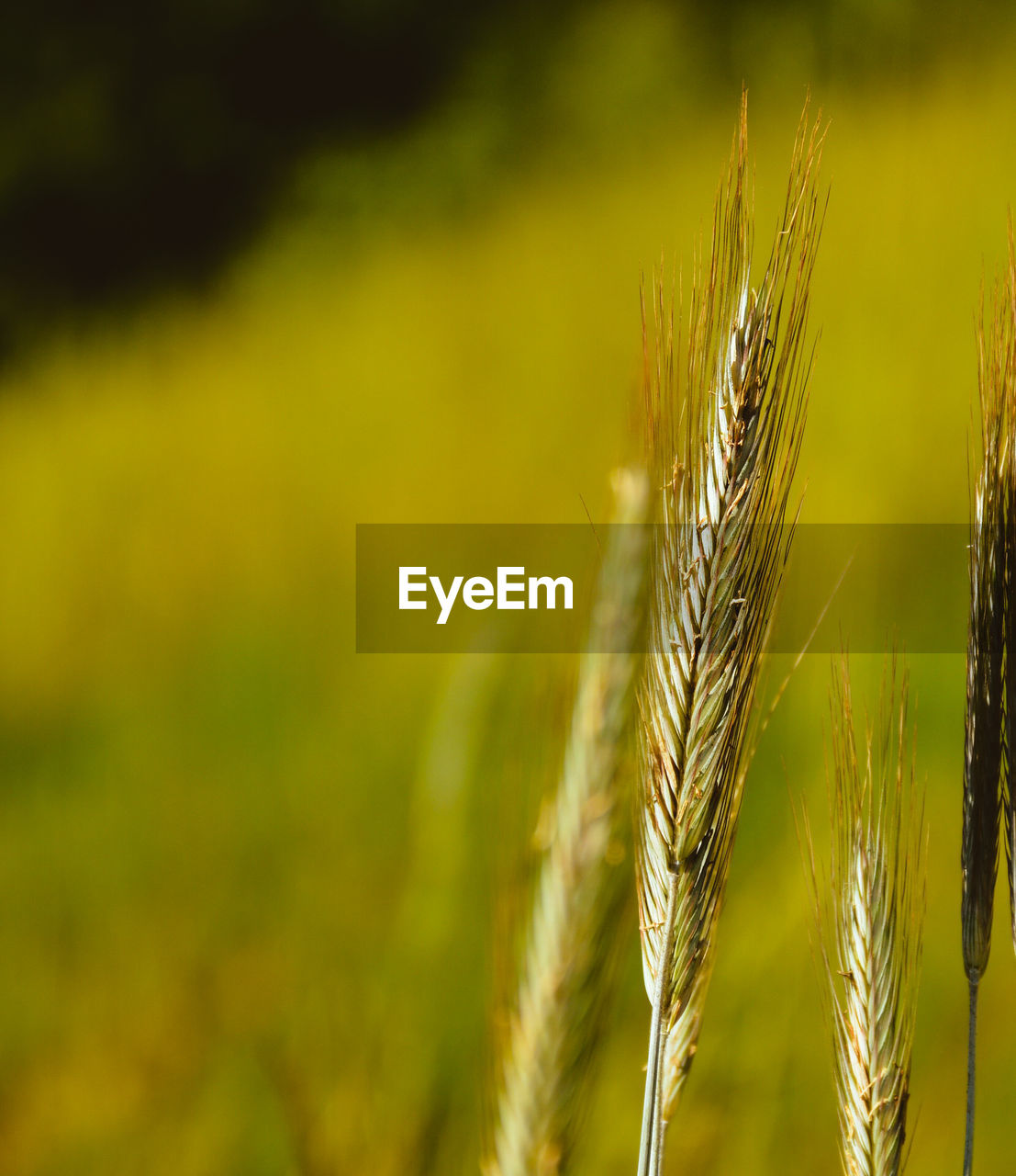 CLOSE-UP OF PLANT IN FIELD