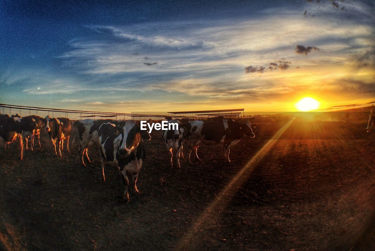 Cows on field against sky during sunset