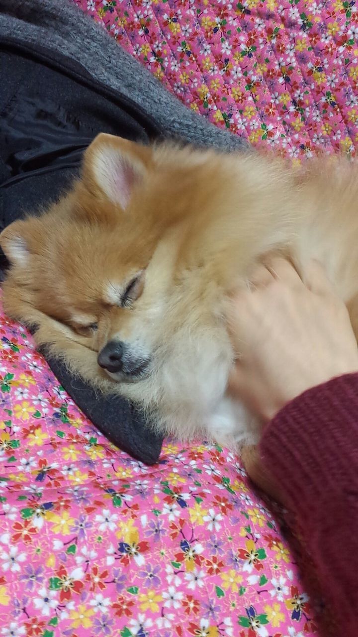 CLOSE-UP OF DOG RELAXING ON BLANKET