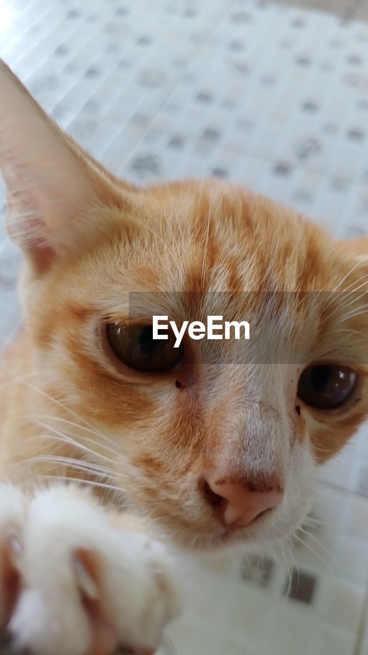 PORTRAIT OF CAT