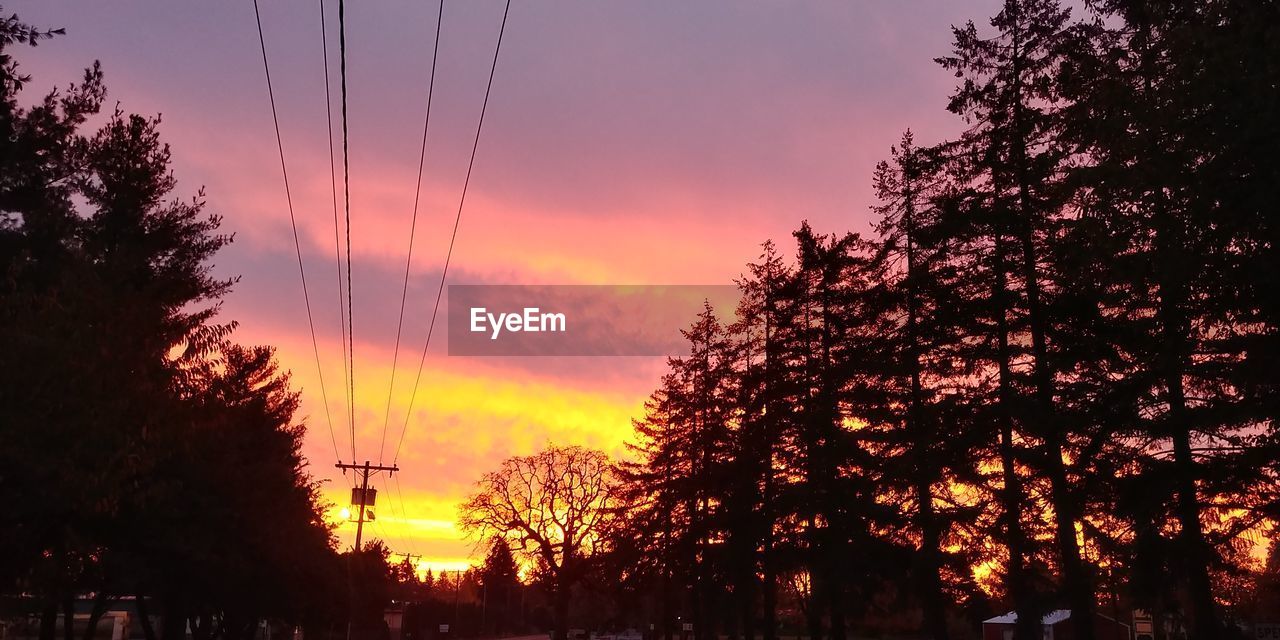 SILHOUETTE TREES AND ELECTRICITY PYLON AGAINST SKY