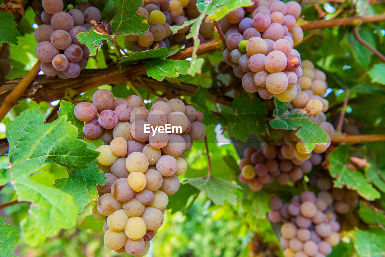 close-up of grapes