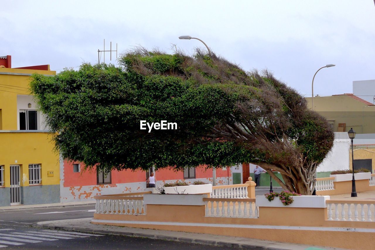 Windswept tree