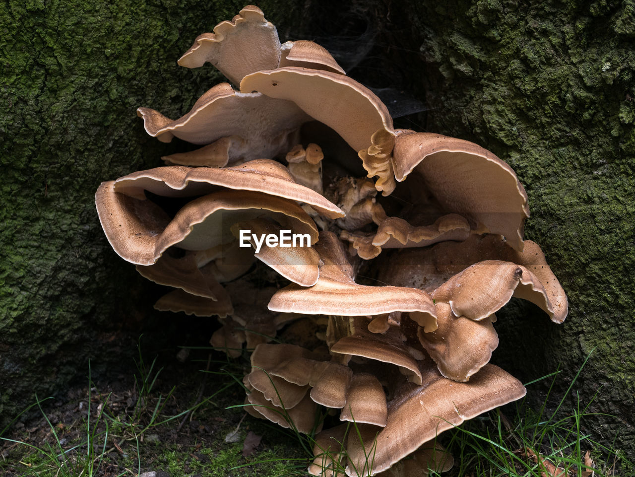 Close-up of mushrooms growing on moss covered tree trunk