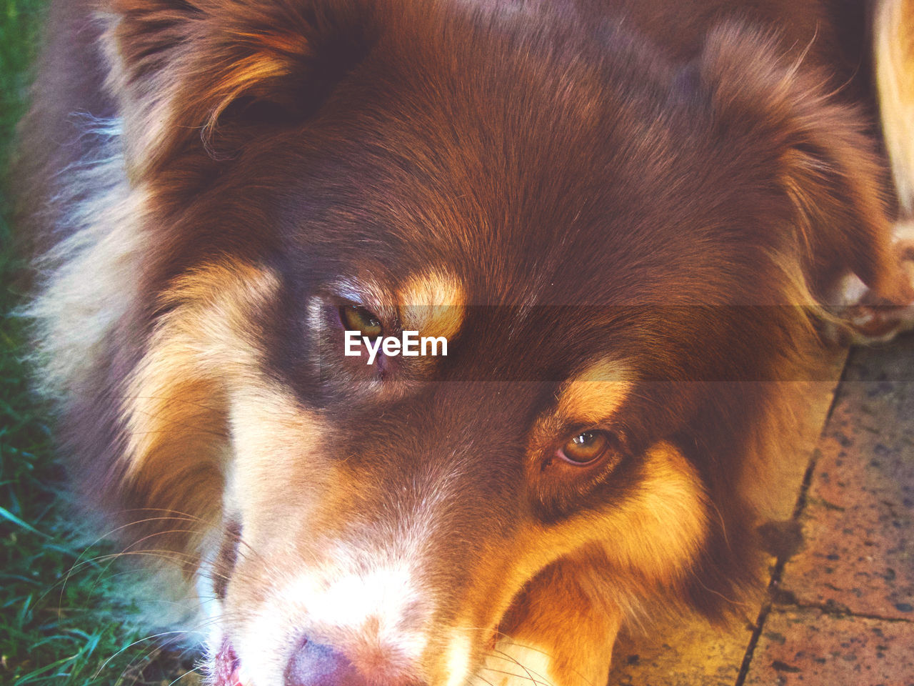 Close-up portrait of dog relaxing outdoors