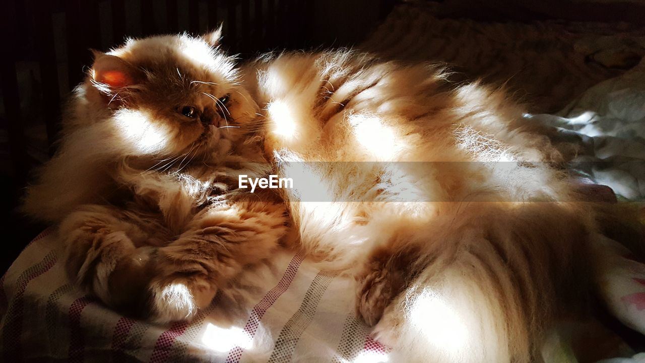 High angle view of persian cat relaxing on bed at home