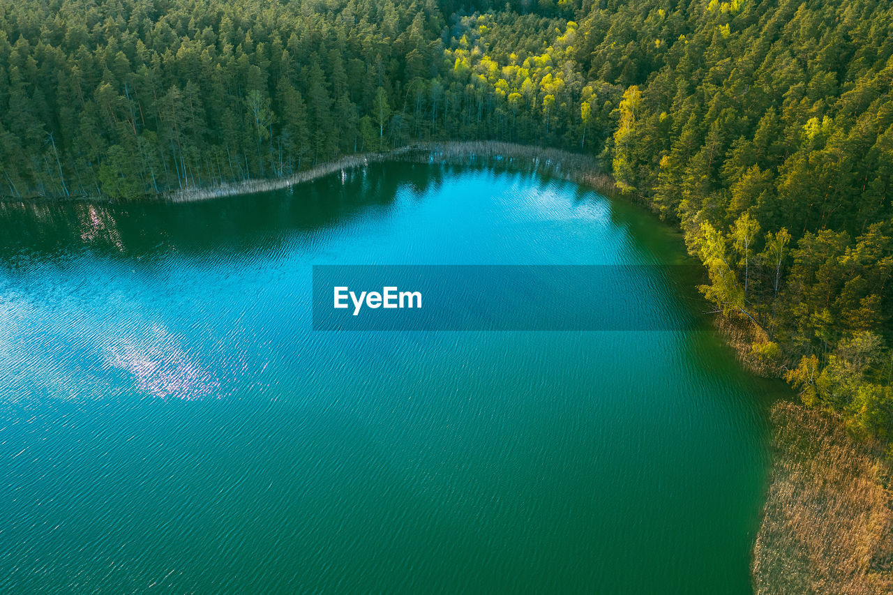 HIGH ANGLE VIEW OF TREES ON LAKE